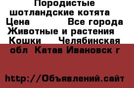 Породистые шотландские котята. › Цена ­ 5 000 - Все города Животные и растения » Кошки   . Челябинская обл.,Катав-Ивановск г.